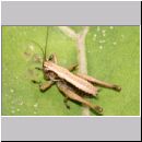 Pholidoptera griseoaptera - Strauchschreckennymphe 02.jpg